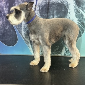 USDA certified pet transport and taxi - Mt Olive, AL