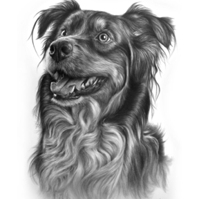 Charlotte North Carolina Pencil Pet Portraits - Charlotte, NC