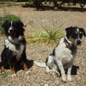 Lucky Dawg Doggie Daycare and Boarding - Santa Fe, NM