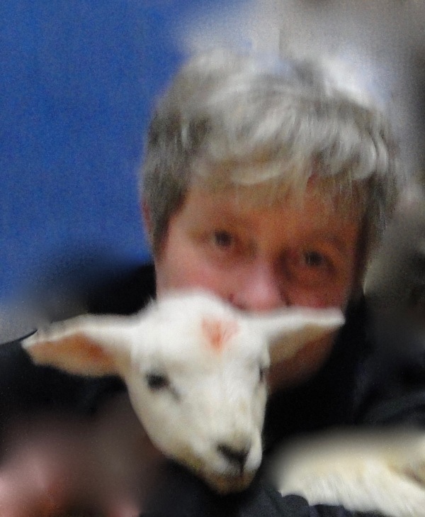 Lambing shed profile