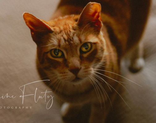 Fluty Photography - Pet Photographer - Reno, NV