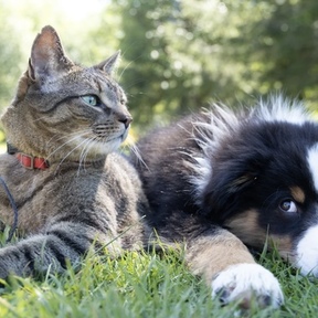 Pet Psychic and Animal Communicator  - Nationwide