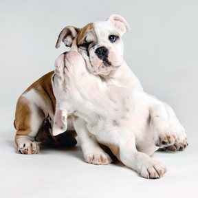 PetPoses Pet Photography - San Francisco, CA