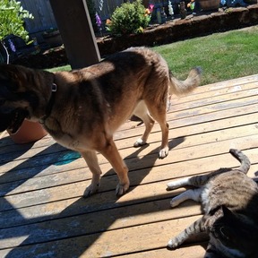 DayKara Pet Care/Transport !!! - Newberg, OR