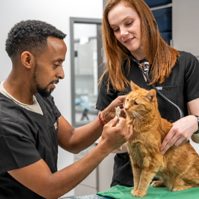 Amanda Hampton DVM - Feline Homeopathic Care - MARTINS ADD, MD