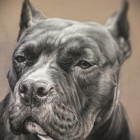 Necci Designs - Pet Portrait Artist - Pastel Drawing - East Aurora, NY