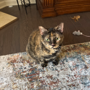 Angie Santi - Professional Pet Sitter - Cumming, GA