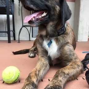 A Timeless Painting of Your Best Friend - Asheville, NC