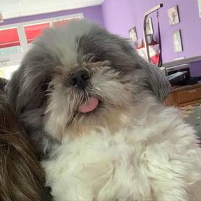 Dandy Dogs - Mobile Pet Groomers - Smyrna, GA