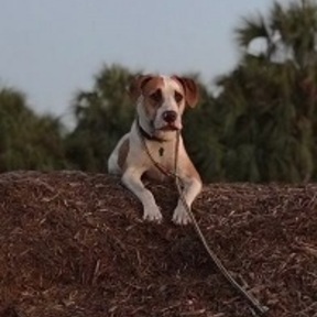 Space Coast Private Dog Trainer - Merritt Island, FL