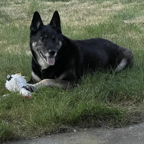 Always Animals Pet Services In Home Pet Sitting & Training - Bucoda, WA