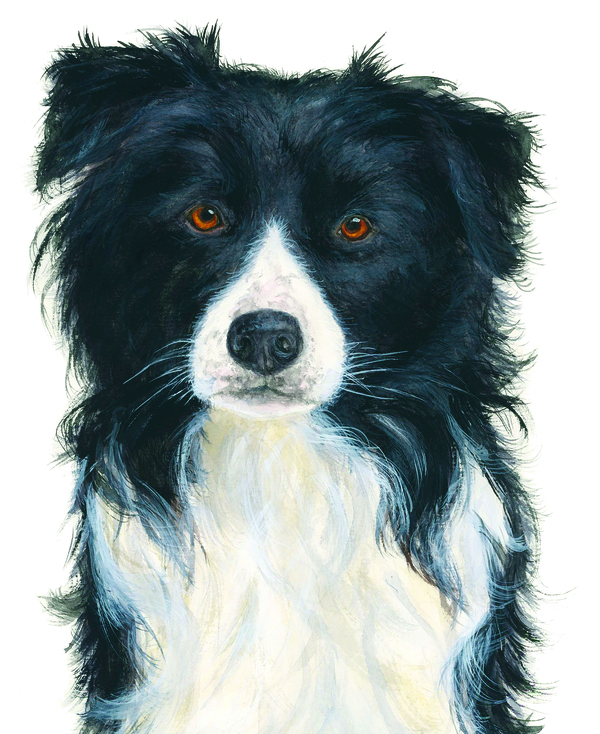 Border collie
