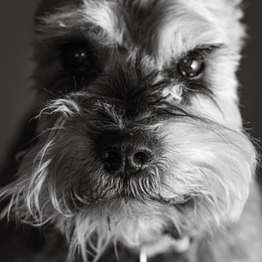 Lesley Ames — Pet Portraits & Animal Communication - Seattle, WA