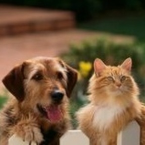 Happy Pet Care Services - Dog Walking and Pet Sitting - San Francisco, CA