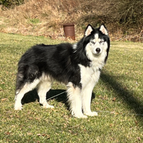 Spicy Girls Freight - Pet Transport - Phoenix, AZ