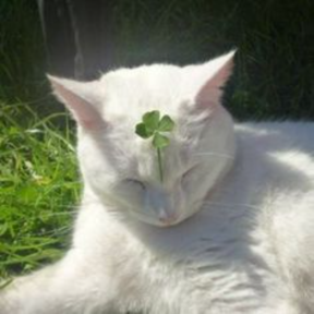 Madison M - Pet Sitting Services - Lumberton, NC