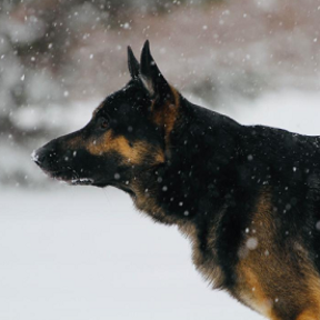 Oracle Joyful Tails - Pet Sitting, Dog Walking, Dog Boarding - Oracle, AZ