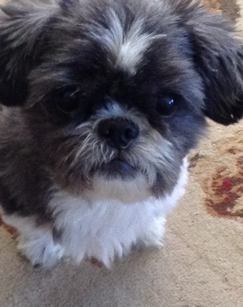 Top Dog Grooming Services in Norfolk, VA