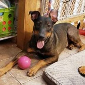 Urban K9 - Dog Daycare, Boarding, and Grooming - Yuma, AZ