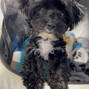 Your Pet’s Travel Bestie - Flight Nanny - Orlando, FL