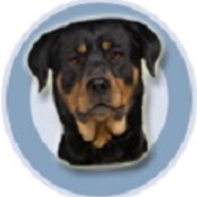 Superdog K8 Training Academy - Professional Dog Trainers - Cleves, OH