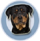 Super dog 2