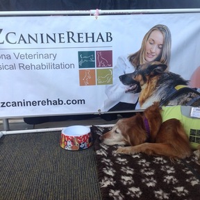 Rehabilitation Veterinarian - Pet Physical Therapy - Glendale, AZ