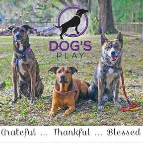 Dog's Play - Private Dog Training Services - Archer, FL