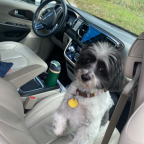 Loving Reliable Pet Care - Dog Walking and Pet Sitting - Dunwoody, GA