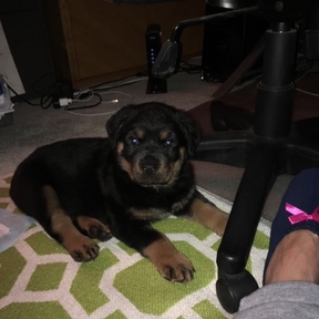 Lifelong Pet Fur Mom - Pet Transportation - Atlanta, GA