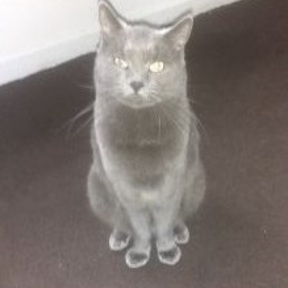 Healing Hands For Precious Pets - Animal Reiki - Binghamton, NY - Binghamton, NY