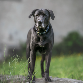 Carol Arscott Pet Photography - Rose Valley, PA