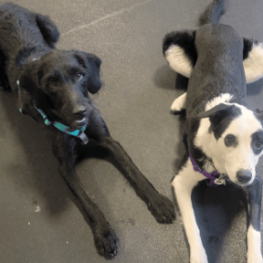 Friends for Life Holistic - Private Dog Training  - Evergreen, CO