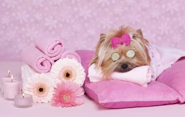 A Cut Above Pet Grooming - Dog Grooming Service - Plant City, FL