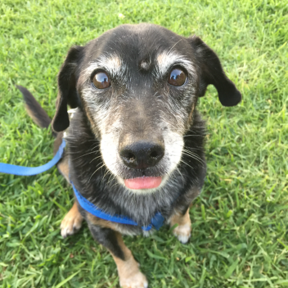 Leticia's Lead Walks, Dog Walking Service - Bakersfield, CA