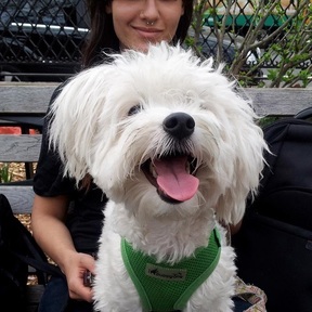 Park Slope Pups - Dog Walking and Pet Sitting Services - Brooklyn, NY