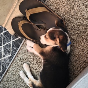 Pet Love - Nala And Sadie's Home Pet Care - West Allis, WI