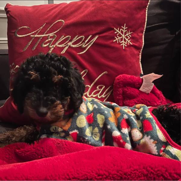 la-crosse-wi-pet-waste-removal-pet-sitting-services