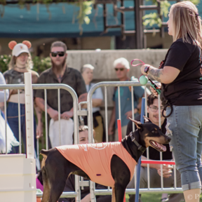 K9 Fluent Professional Dog Training  - Sunset, UT