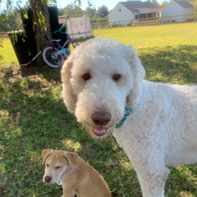Furry Friends Family Farm - Doggy Day Care - Fuquay-Varina, NC