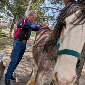Equestric - Certified Veterinary Chiropractitioner (CVCP) - Larkspur, CO