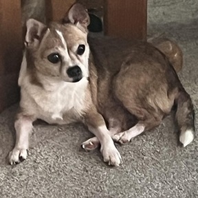 Leigh Stierle - Animal Reiki Master - Sebastian, FL
