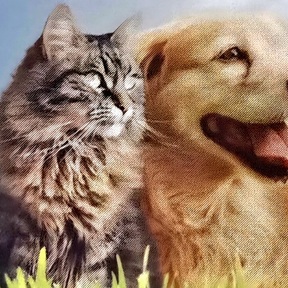 Barking Up the Right Tree - Pet Sitting Care - Chamblee, GA