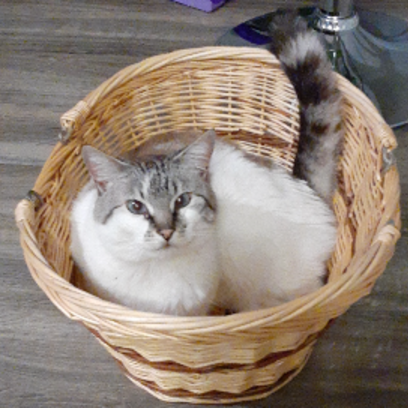 Croppedmessageimage545