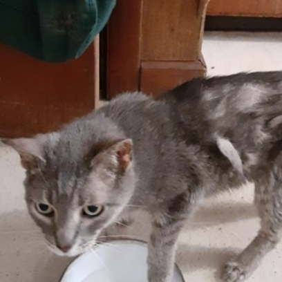 Croppedmessageimage181