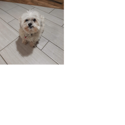 Croppedmessageimage475