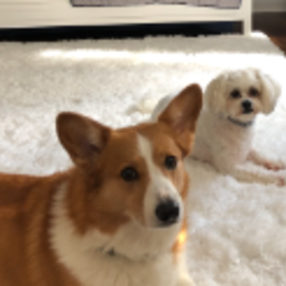 Croppedmessageimage620