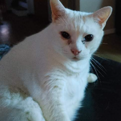 Croppedmessageimage437