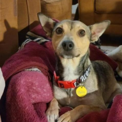 Croppedmessageimage277