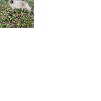 Croppedmessageimage718
